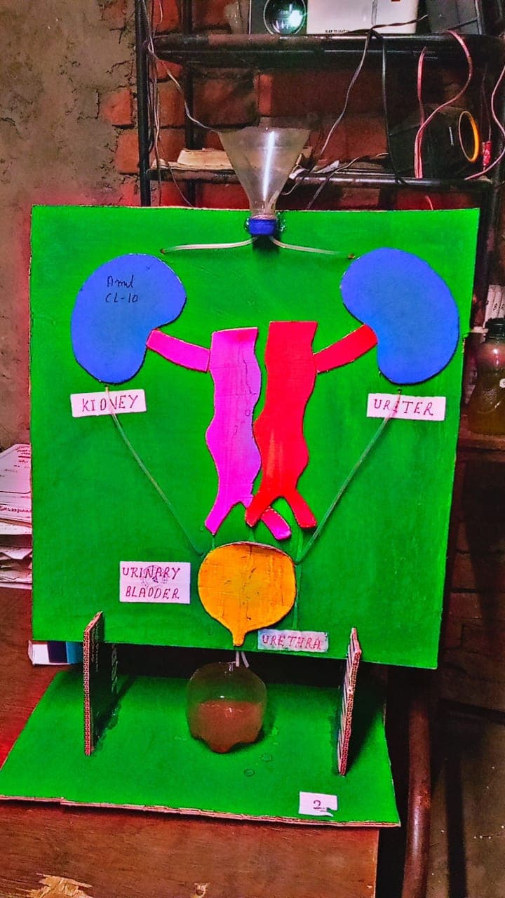 Biology & Anatomy Showcase